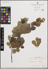 Foto von Salix cinerea L. x Salix nigricans Sm.